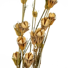 Сухоцвіт бежевий (8430-042)