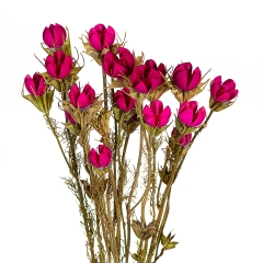 Сухоцвіт червоний (8430-044)