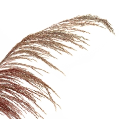 Сухоцвіт Очерет, бордовий (8430-046)