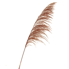 Сухоцвіт Очерет, червоний (8430-048)