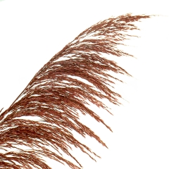 Сухоцвіт Очерет, червоний (8430-048)