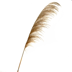 Сухоцвіт Очерет. золотий (8430-049)