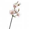 Гілка квітучої магнолії 90 см, пудровая (8721-014)