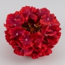 Головка гортензии, красная, 20 см (19222-007)