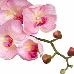 Орхидея нежно розовая 137см (2000-043PK)