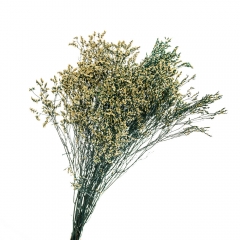 Кермек Жовтий, стабілізований (8213-057)