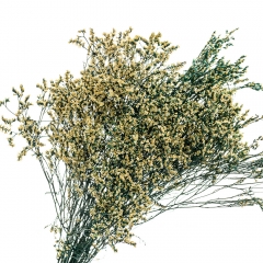 Кермек Жовтий, стабілізований (8213-057)