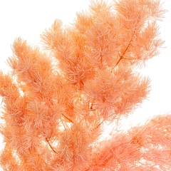 Роголисник Персиковий, стабілізований (8213-058)