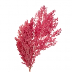 Роголисник Малиновий, стабілізований (8213-061)