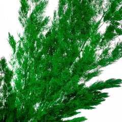 Роголисник Зелений, стабілізований (8213-063)