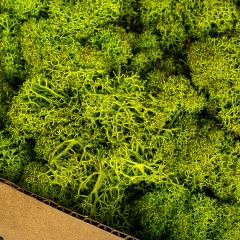 Стабилизорованный мох  светло-зеленый  (530 гр.) (8607-002)