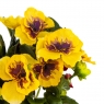 Анютины глазки (25 см) (106F/yellow)