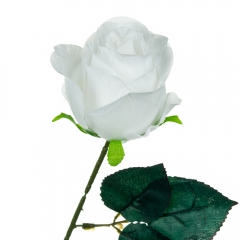 Роза, белая, 69 (8717-034)