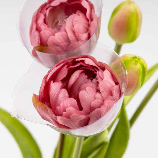 Букет тюльпанов, 5 бутонов, пудровый, 39 см (9259-099) Букет тюльпанов, 5 бутонов, пудровый, 39 см (9259-099)