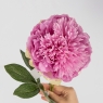 Штучна півонія, лілова, 83 см (2019-003)