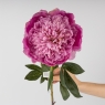 Искусственные пионы, сиреневые, 93 см (2019-011)