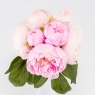 Букет пионов, 7 бутонов, пудрово-лиловый, 28 см СПАСЕННАЯ ПОЗИЦИЯ (9259-115)