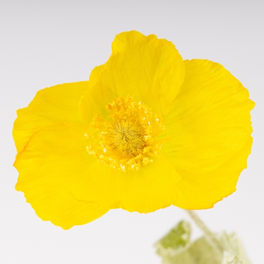 Искусственный мак, желтый, 61 см СПАСЕННАЯ ПОЗИЦИЯ (9259-132)