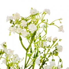 Гипсофила "Хрупкая", белая, 66 см (9160-061)