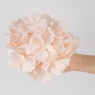 Головка гортензии, нежно-розовая, 20 см (19222-005)