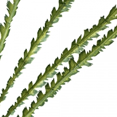 Декоративна гілка (8725-016)