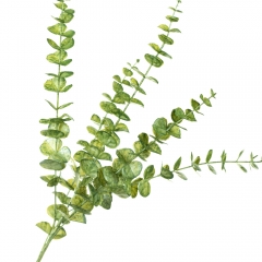 Гілка євкаліпта, зелена (8725-020)