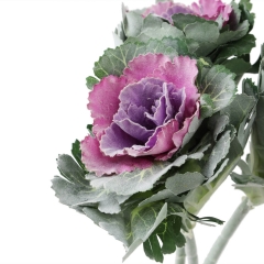 Брасика "Грація", фіолетова (6018-083)