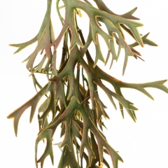 Штучна ампельна гілка, зелено-рожева, 80 см (8723-024)