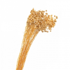 Сухоцвіт Льон Жовті, стабілізовані (8213-008)