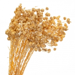 Сухоцвіт Льон Жовті, стабілізовані (8213-008)