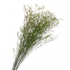 Декоративна гілка Зелена, стабілізована (8213-010)