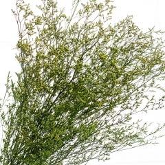 Декоративна гілка Зелена, стабілізована (8213-010)