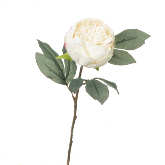 Піон, білий (8608-003)