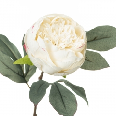 Піон, білий (8608-003)