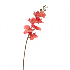 Орхидея фаленопсис, персиковая (8701-005)