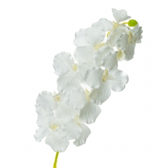 Орхідея беаллара, біла (8701-032)