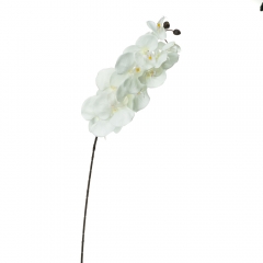 Орхідея онцидиум, біла (8701-036)