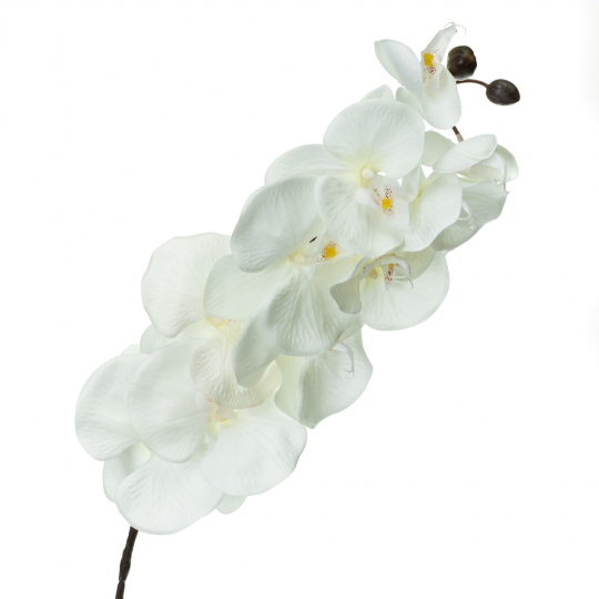 Орхідея онцидиум, біла (8701-036)