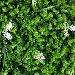 Декоративна панель зі штучної зелені "Білий цвіт", 40*60 см (9224-004)