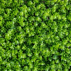 Декоративна панель зі штучної зелені "Травка", 40*60 см (9224-008)