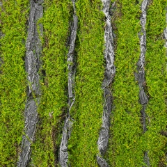 Декоративна панель зі штучного моху та кори, 100*100 см (9224-012)