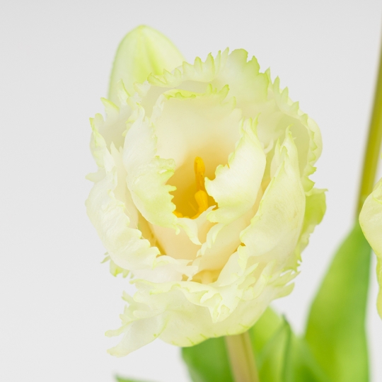 Букет латексних тюльпанів, 5 бутонів, біло-зелений, 44 см (2026-004/white) Букет латексних тюльпанів, 5 бутонів, біло-зелений, 44 см (2026-004/white)