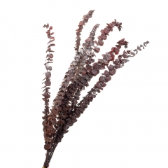 Евкаліпт Червоний, стабілізований (8213-024)