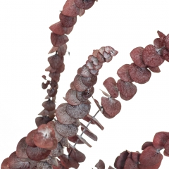 Евкаліпт Червоний, стабілізований (8213-024)