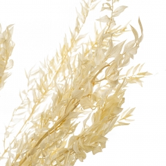 Самшит Беж, стабілізований (8213-025)