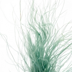 Ковилаа Зелена, стабілізований (8213-031)