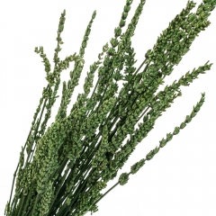 Лаванда Зелена, стабілізована (8213-036)