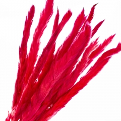 Пампасна трава Малинова, стабілізована (8213-037)