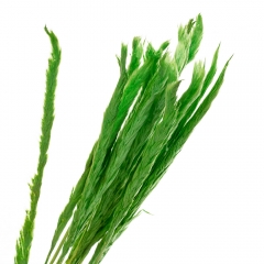 Пампасна трава Зелена, стабілізована (8213-038)