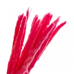 Пампасна трава Рожева, стабілізована (8213-040)